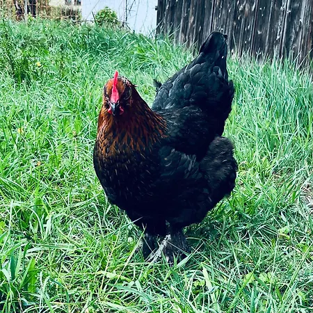 Landleben Апартаменты