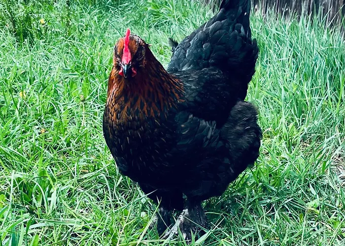 Landleben Апартаменты